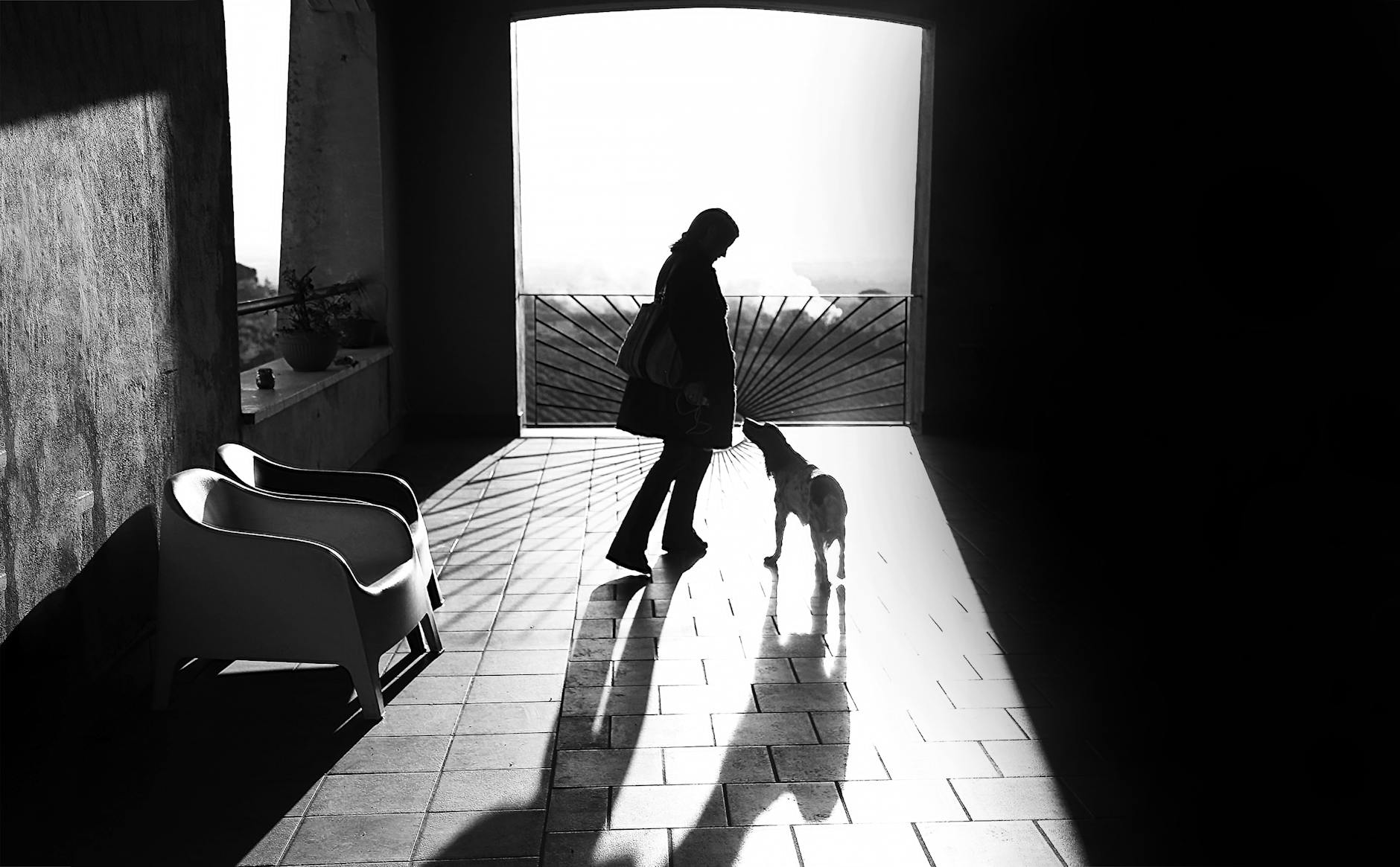 Come vedono gli animali la ricchezza della narrativa?